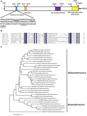 Genetic diversity and phylogenetic characteristics of viruses in lily plants in Beijing